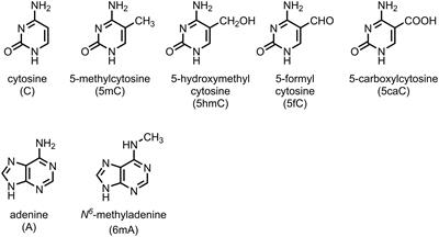 New Insights into 5hmC DNA Modification: Generation, Distribution and Function